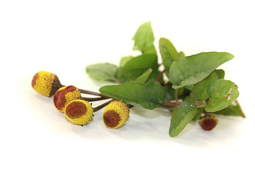 Acmellaoleraceaextract Acmellaoleraceaextract